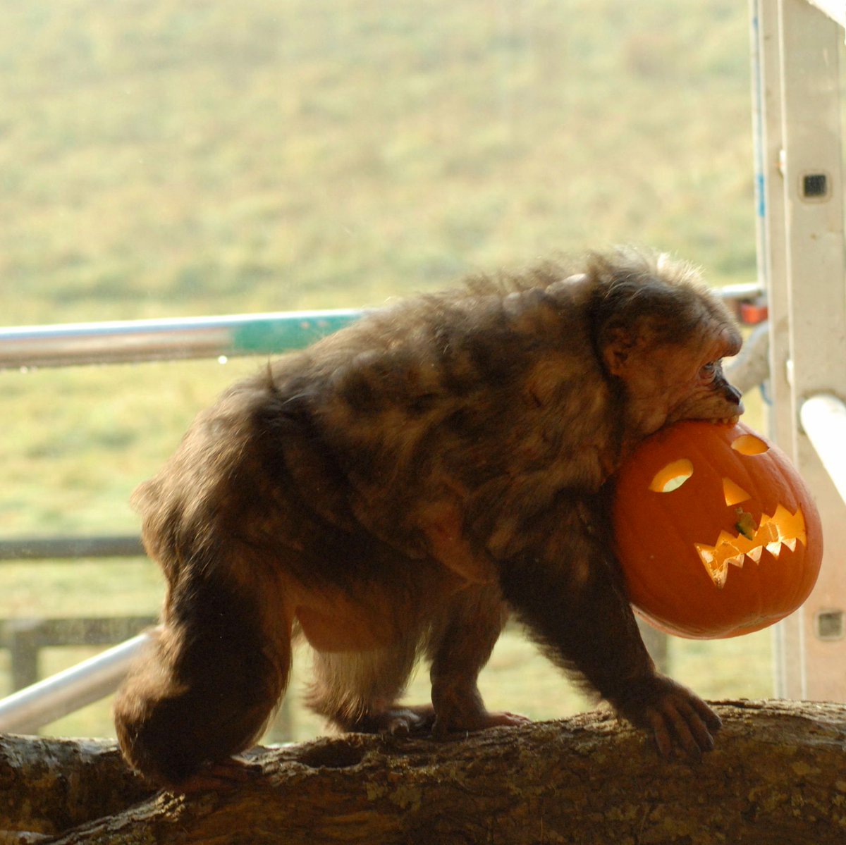 Happy Halloween! We love this historic photo of one of our stump-tailed macaques getting carried away with the season 🎃👻 
Kids at the park get free entry today if they're in full Halloween fancy dress-we look forward to seeing them in the fancy dress competition this afternoon!