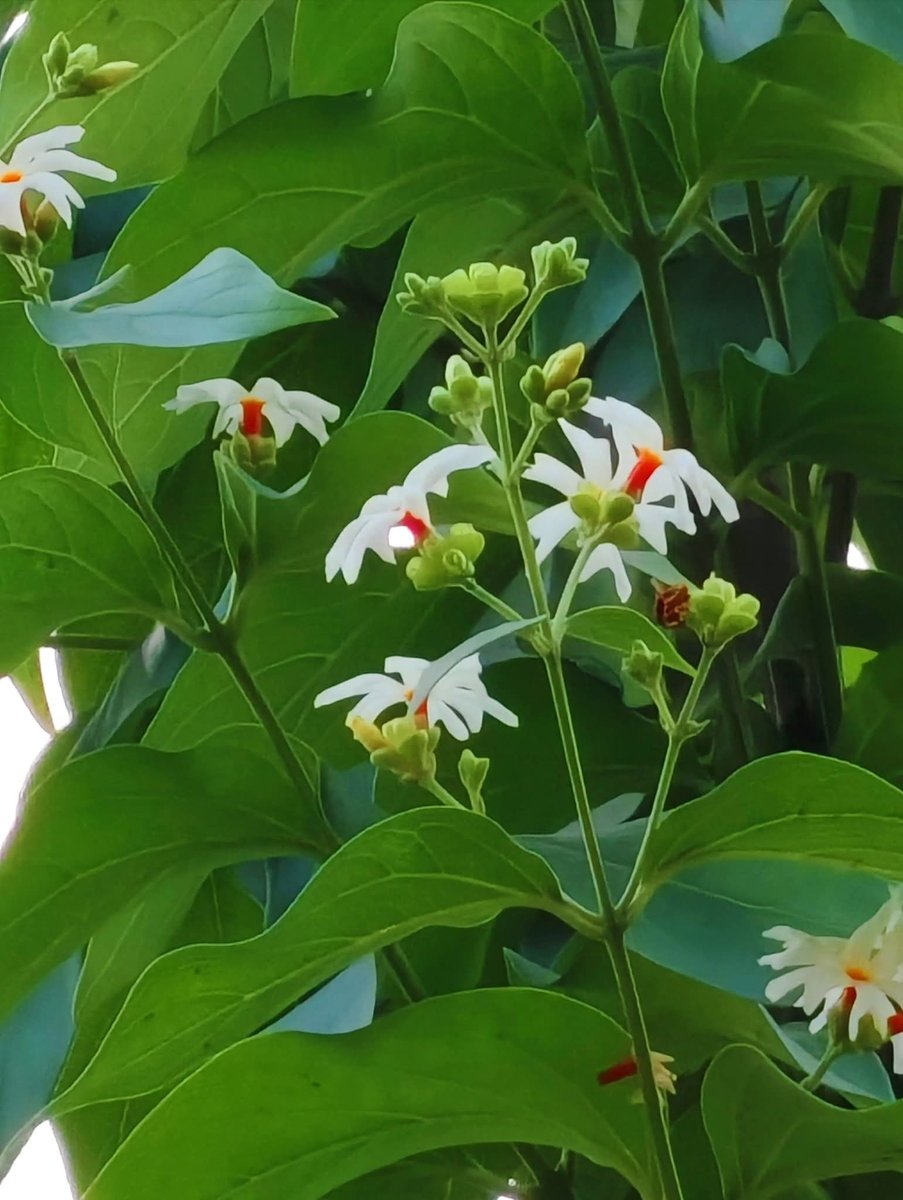 AvinashYadavSP4's tweet image. वो समझ, 
जो शब्दों से नहीं 
अनुभवों से जन्म लेती है।

वो खामोशी, जिसमें करुणा बोलती है।
और वही पल जब “मैं” धीरे-धीरे “हम” में बदल जाता है। 

कहानी बस इतनी सी है 
जो दूसरों के दर्द को महसूस करने लगता है,
वो खुद इंसान होने का अर्थ समझ जाता है। 

#GoodEvening
#FIDEWorldCup2025