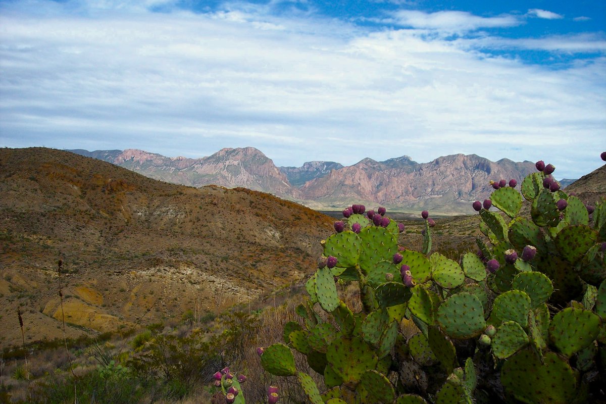 BenHEnglish's tweet photo. BOOK EXCERPT FROM ‘¡CRISTEROS!’

….Rábagon was instinctively offended by the Yaqui’s high handedness in giving such an order, more so to him as an officer. But as they began their descent, he immediately understood why. The stone-strewn path became even trickier as both horse and man partially slid their way down. It was more the domain of burros and goats than anything else, and as good a place to throw a shoe or cripple an animal as they had journeyed to so far.

After gaining firmer ground Cicatriz remounted, angling to the east again while the rest of the detail followed behind. He would slow on occasion and wave his hand as a signal to pay attention to what was before him. The wave was passed down from rider to rider as they reached the same spot.

Gradually the trail improved and with that the Yaqui picked up the pace. Clearing a ridge knifing in from the left, he abruptly turned north and started up a small run paralleling the ridge. Reaching a point where the run ended, he rode forward a bit more and dropped into another.

The small wash gathered with those coming off the high ground. The man tracker reined in, waiting for Sergeant Alvarez who was riding behind El Russo. Nodding politely as the capitán passed by, he began speaking to the sargento.

“Go to the front and keep traveling along this wash, it will continue to join with others. I am going to those boulders,” he pointed to some dark, uneven shadows above. “It is a good location to observe anything that might be in front of us.”

Rábagon had stopped to listen. Reversing direction, he rode back and confronted the Yaqui. “Why are you not telling me these things?” he demanded. “I am the one in command of this detail, not Sergeant Alvarez. He is not an officer!”

Cicatriz half turned the grulla to face the capitán. “I tell him such things as he has the most knowledge of the desert, and the most time as a soldier. He also has the best eye for the terrain. If something were to happen to me, he would be your only chance in getting back to Mexico.”

Rábagon was insulted, and he was angry. His mouth opened to speak in the harshest way found in words but he suddenly stopped. It had dawned on him what the Yaqui said, and his thoughts focused on the ‘if something should happen to me’ part. This information gave him comfort in more than one way, and the chance for an extra bit of leverage when the time came.

“Yes, I understand.” El Russo smiled obligingly into the night. But even while unable to see Rábagon’s face, Cicatriz sensed there was no warmth in the expression. Only coldness and cunning.

“Do you mind if I listen in?” the officer continued in an amicable tone.

“Did you hear everything I told the sargento?” inquired the Yaqui.

“I believe so,” replied Rábagon.

“Then you have listened in,” responded Cicatriz, turning the grulla around and for the stand of boulders….

~~~~~~~~~~~~~~~~~~~~~~~

AUTHOR’S NOTE: The trail where both man and horse slid down still exists, though in almost indiscernible form. The lagging remnants lead north out of Stink Spring, and up and around until coming off the north face of Burro Mesa in what is now Big Bend National Park.

While scouting for the way down, I must have found a half dozen thrown horseshoes along the way. This gives one an idea of just how rough the route used to be, even a hundred years ago.

In the photograph, I am standing on what is left of the trail, trying hard to keep from sliding down myself. It has long since felt its last burro or goat imprint and now is utilized exclusively by area wildlife.

Or an errant crazy man in the desert, trying to get the story right.

God bless to all,

Ben

~~~~~~~~~~~~~~~~~~~~~~~~~~

COMING BOOK EVENTS:

-TERLINGUA, TX Saturday, November 1 9a-5p at the Tolbert Terlingua Chili Cookoff

-FORT STOCKTON, TX, Saturday, November 22 10a-5p  at the Annie Riggs Memorial Museum Seventieth Anniversary

~~~~~~~~~~~~~~~~~~~~~~~~~~~~~~~~~~~~~

Ben H. English
Alpine, Texas

USMC: 1976-1983
THP: 1986-2008
HS Teacher: 2008-2010

Author of ‘Yonderings’
‘Destiny’s Way’
‘Out There: Essays on the Lower Big Bend’
‘The Uvalde Raider’
‘Black And White: Tales of the Texas Highway Patrol’
‘¡Cristeros!’

Facebook: Ben H. English
Webpage: https://t.co/dRL9RoJxGW
X: Ben H. English

‘Graying but still game’