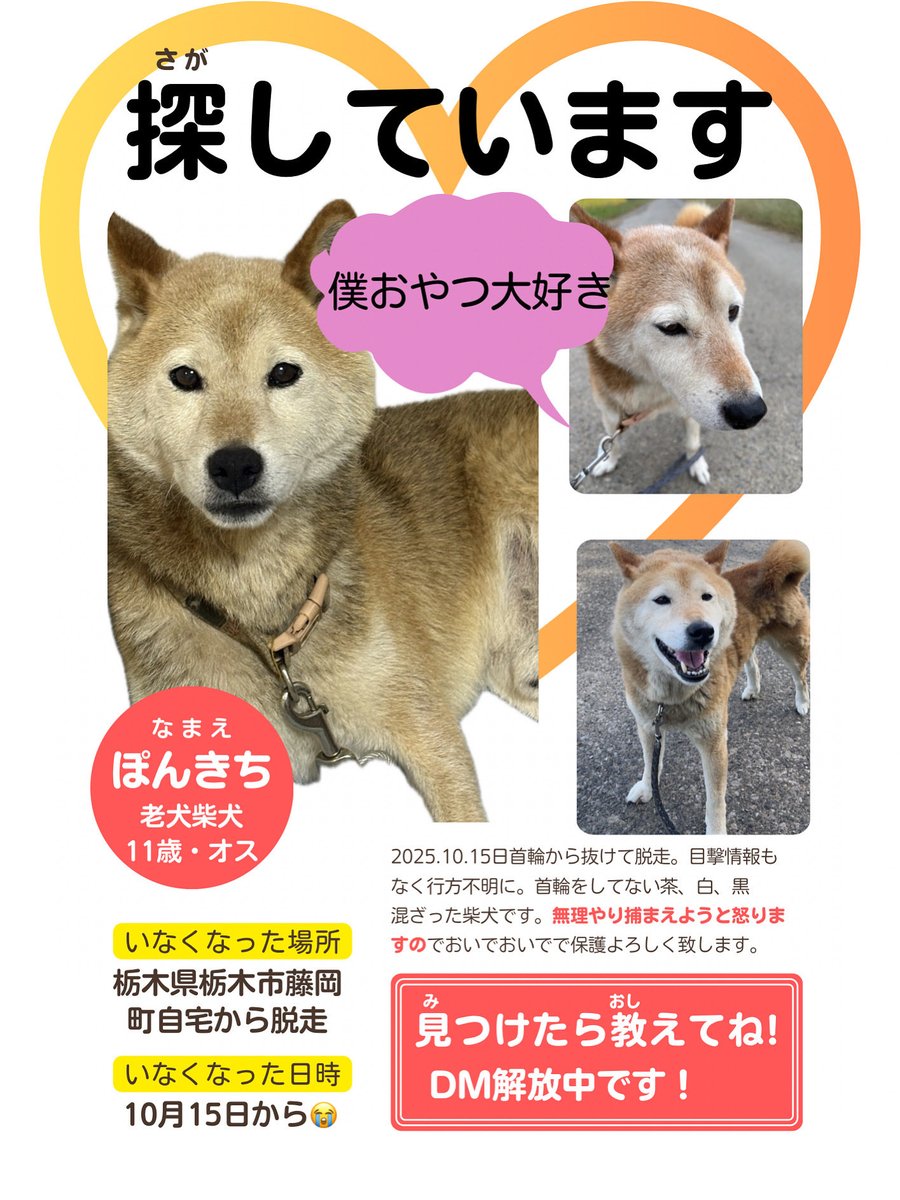 首輪なしの柴犬探しています。 on X