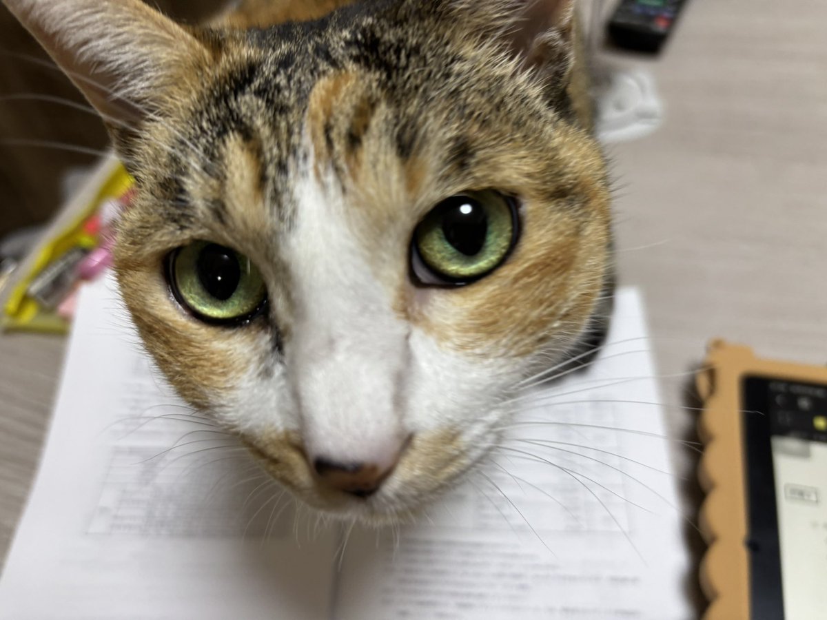 rinnn_dir's tweet image. 夜勉邪魔猫