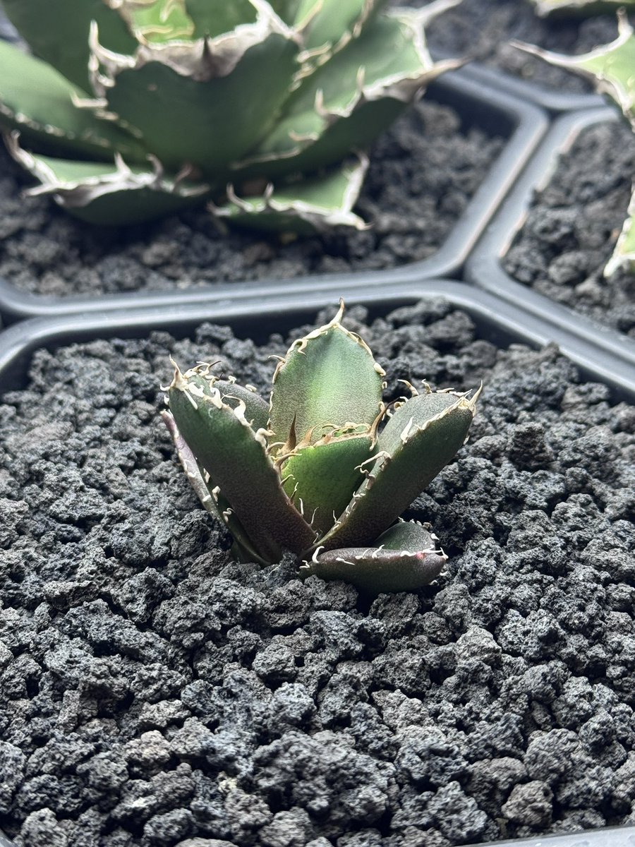 ヒストリカル♡レア品種 イングリッシュ ヒストリカル♡レア品種 イングリッシュ AmiAmi [Character & Hobby Shop]