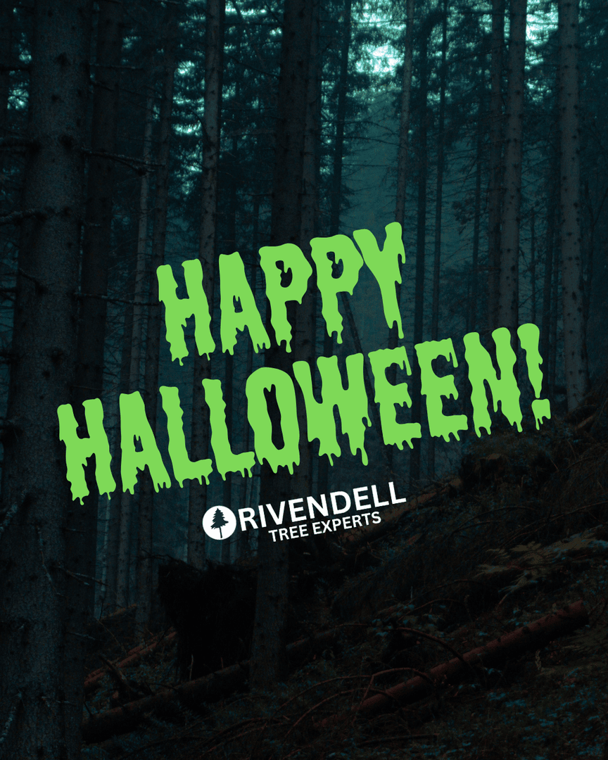 Rivendelltree's tweet image. 🎃🌳 Happy Halloween from Rivendell Tree Experts! 👻

We hope your day is filled with more treats than tricks — and no scary surprises from your trees! 🍬🪲

#HappyHalloween #RivendellTreeExperts #UtahTreeCare #SpookySeason #TreeExperts #TreeServiceUtah