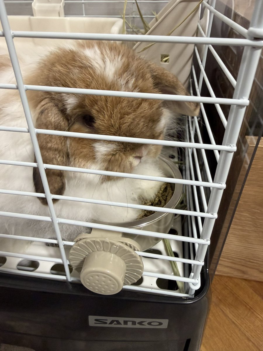 うさぎさん、餌箱に脚入れて食べるの何で？