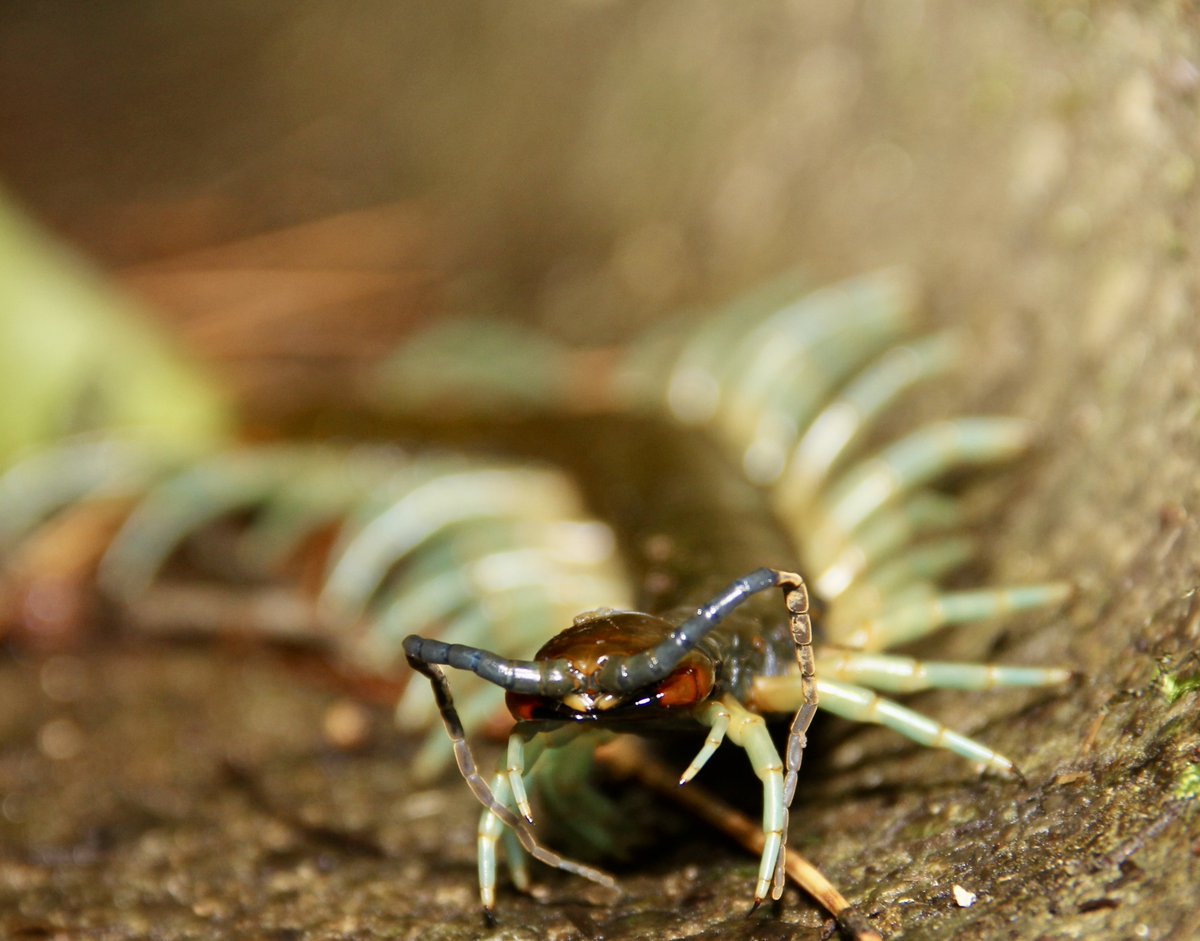 たろう (@exotic_VNCA0523) / Posts / X