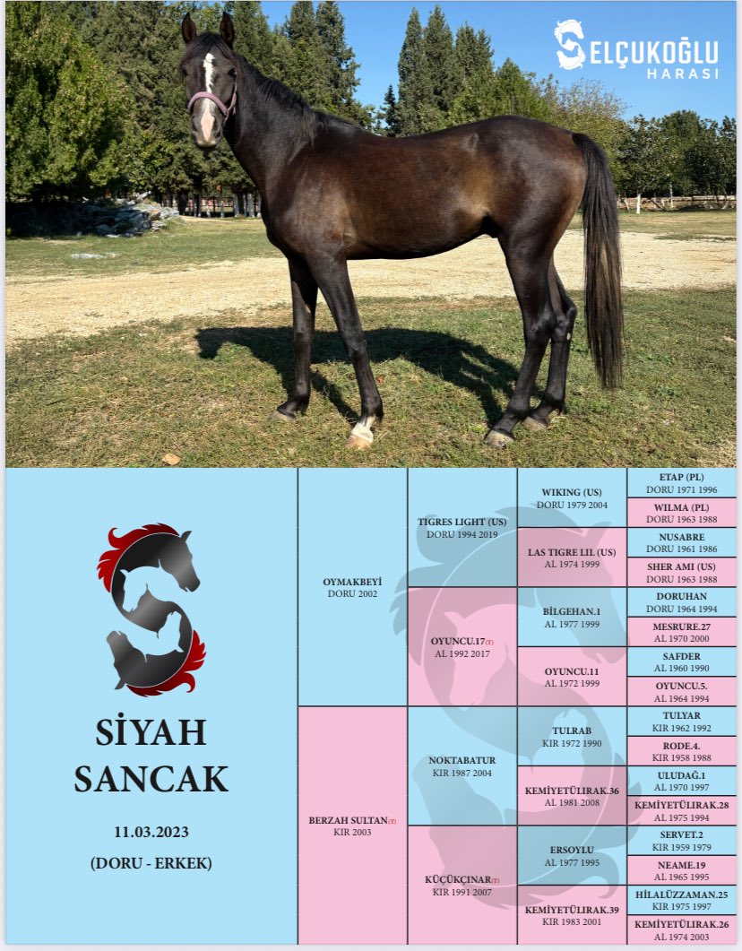 selcukogluhara's tweet photo. SİYAH SANCAK (Oymakbeyi – Berzah Sultan)

Ana-baba bir kardeşi Romenos olup, Romenos’un G1 Çanakkale Zaferi Koşusu 3.’lüğü bulunmaktadır.

▶️  https://t.co/aG48vPAExm

Sahaya inmeye hazırdır.
Veteriner kontrollerine açıktır.

📩 İletişim: DM veya Whatsapp 0533762574 https://t.co/aJEH2InEz1