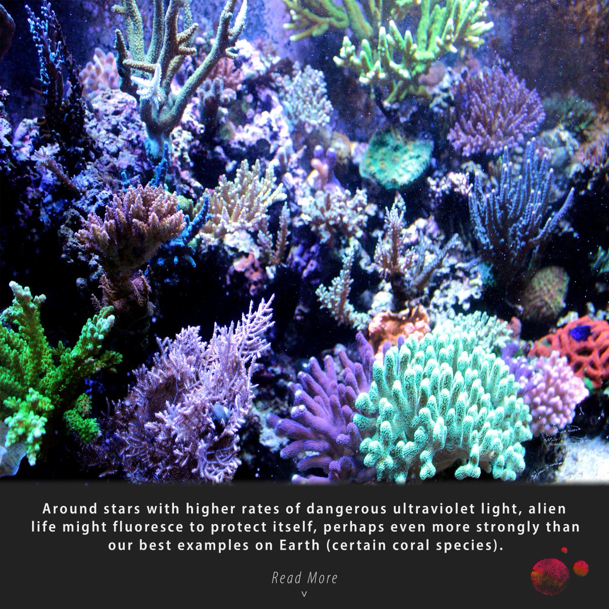 CSInst's tweet image. Happy Halloween! ✨ 👻 🎃 Jack-o’-lanterns aren’t the only signs of life  that glow in the dark. Some organisms on Earth do, too. Would a distant  planet full of glow-in-the-dark aliens be detectable to our telescopes?

Find out here! : bsky.app/profile/carlsa…