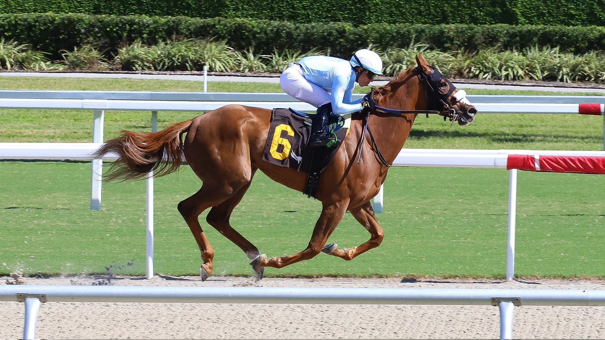 Insolenta wins by a daylight in race 4, <a href="/JaramilloJockey/">Emisael Jaramillo</a> in the irons for trainer Nicholas Tomlinson. #GulfstreamPark #SunshineMeet