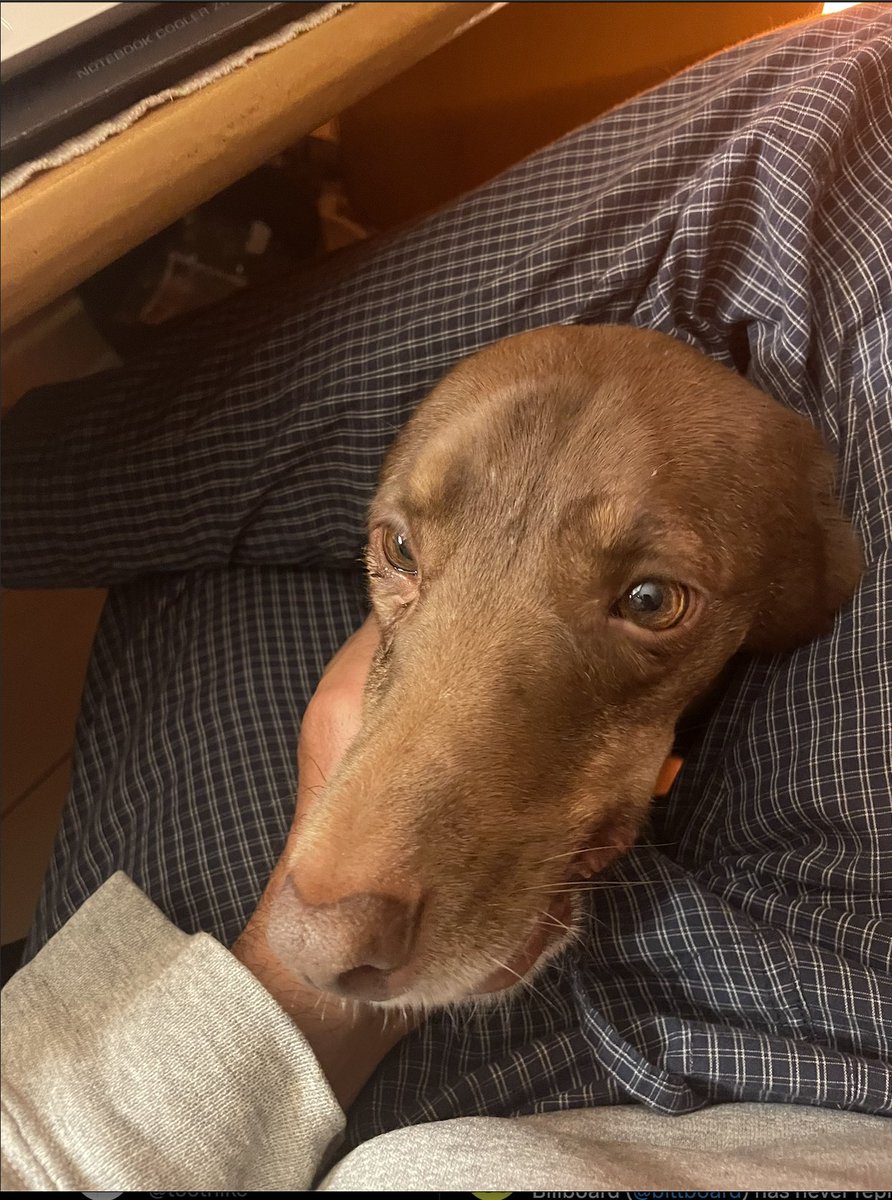 toolnikc's tweet image. μουσούδι που θέλει χάδια