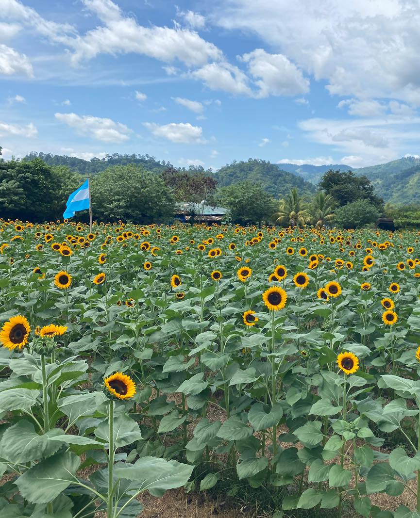 EcomuseoCopan's tweet photo. In the heart of Copán Ruinas, just 4 kilometers from the majestic Archaeological Park, a destination flourishes that captures the imagination of thousands of tourists: El Paseo de los Girasoles. 🌻 https://t.co/dG0oAbZcbP