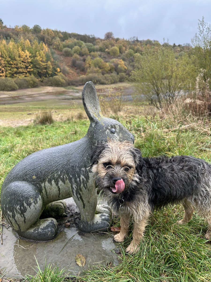 Riley_roo888's tweet photo. Caught myself a bunny today pals, he was a big’un but a bit slow 🤭 #BTPosse #RunRabbit https://t.co/oDs7B1hGm5
