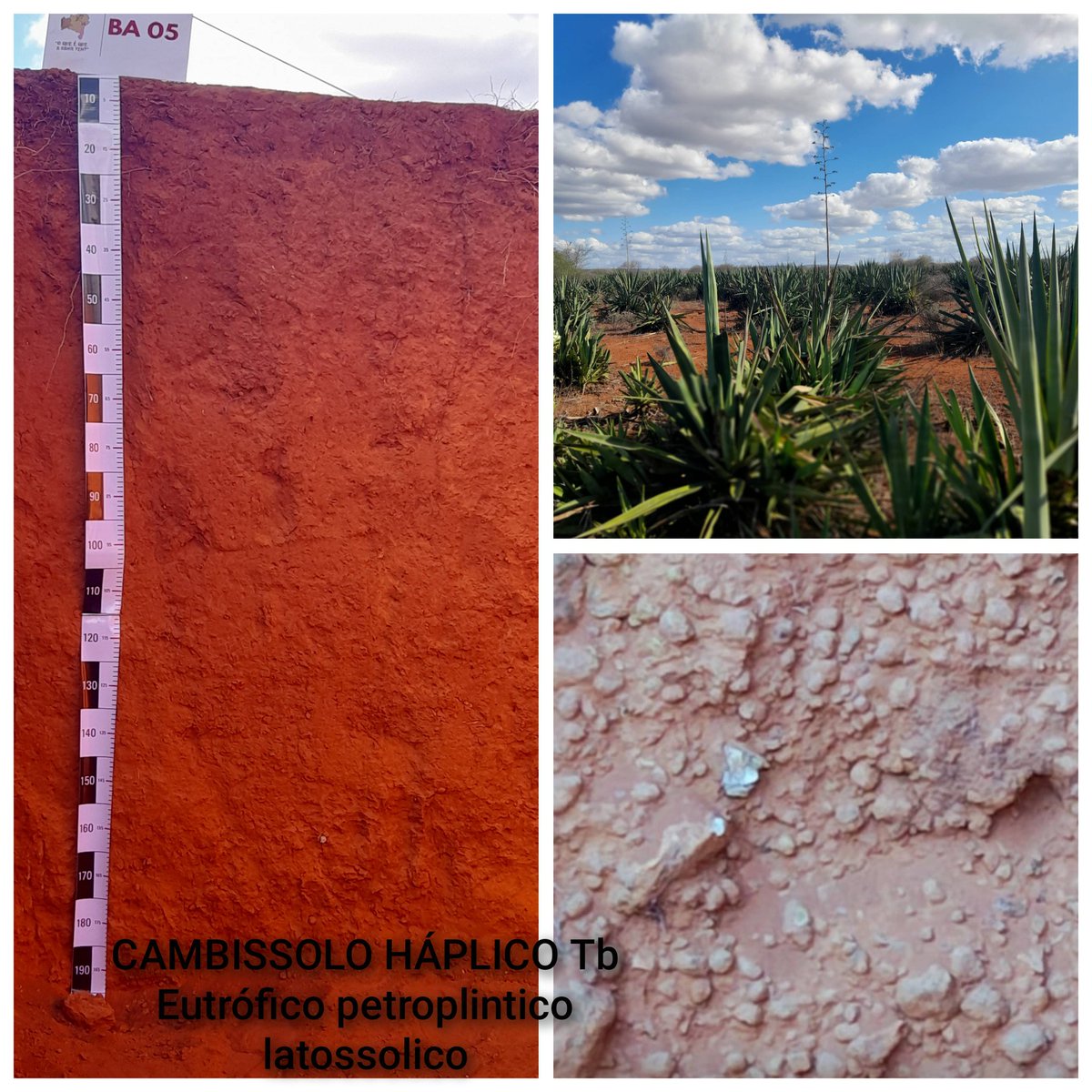 16th Meeting on Soil Classification and Correlation - Soils of Bahia
For a week, we traveled through the state of Bahia, in the Caatinga region (semi-arid region) of Brazil, discussing the classification of various soils.