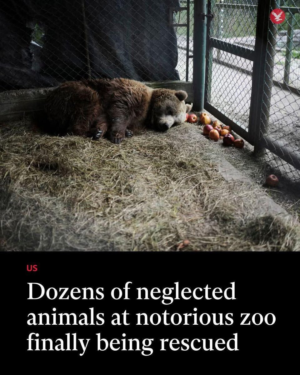 domdyer70's tweet photo. Dozens of lions, tigers and bears, survivors of a now-shuttered zoo on the outskirts of Buenos Aires, Argentina, are finally receiving urgent veterinary care after years of neglect.

The 62 big cats and two brown bears, found pacing weakly in claustrophobic cages, are undergoing evaluation and treatment before their eventual transfer to vast wildlife sanctuaries abroad.