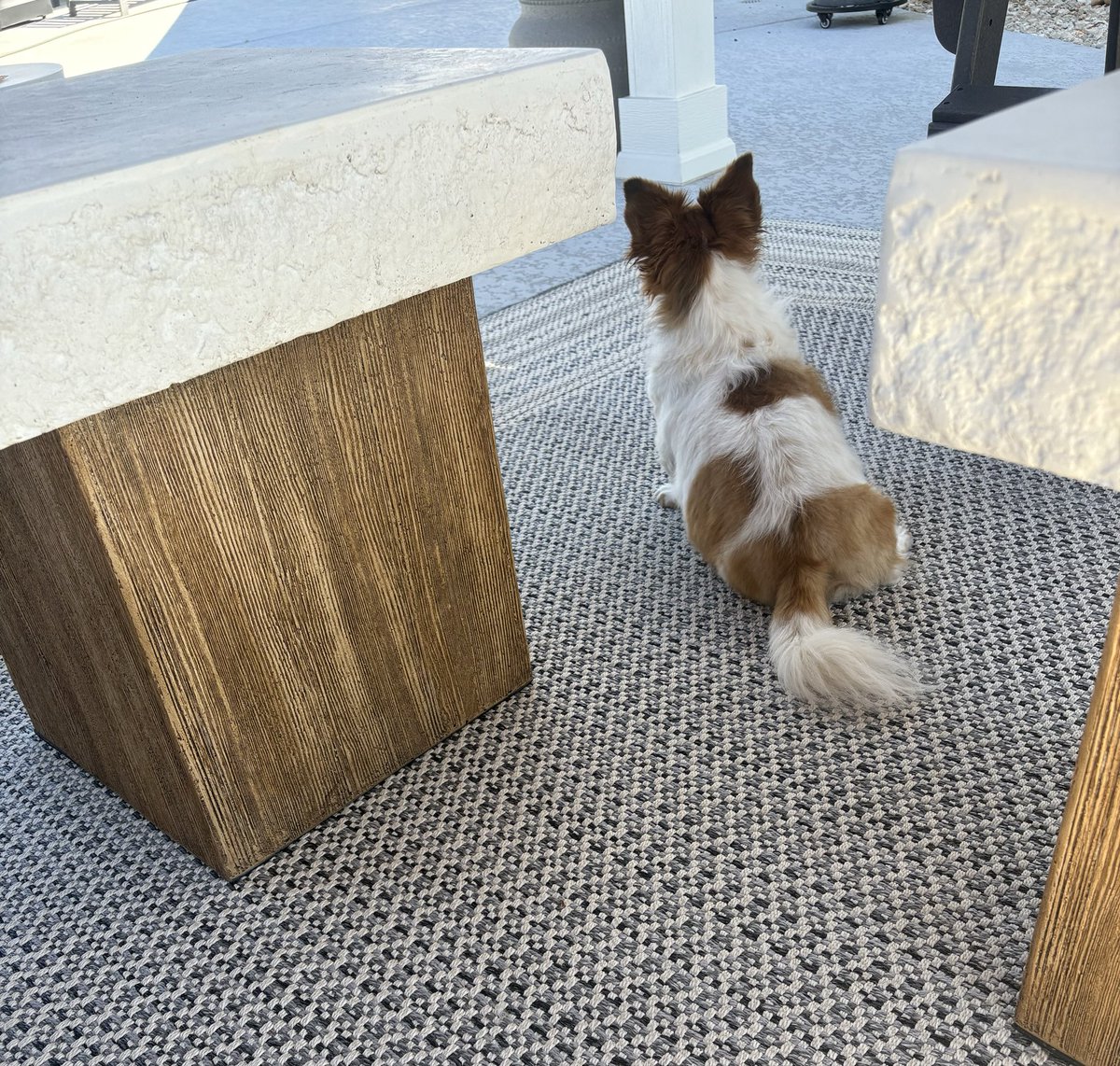 JDbekind247's tweet image. When your pup matches your décor 🐾 #SheUnderstoodTheAssignment