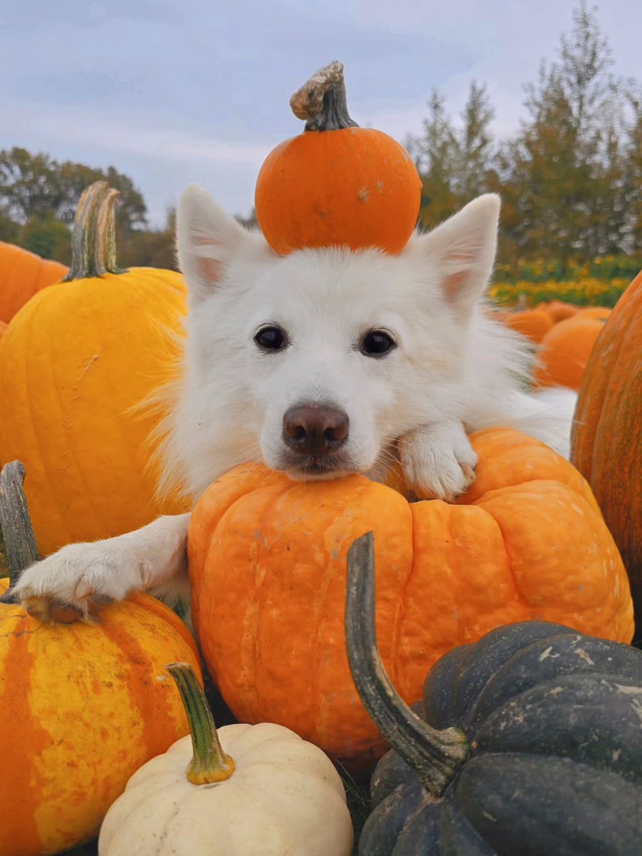 👻 Happy Hallowe'en from the Tourism Richmond team (and this adorable pumpkin patch pup)!

📷 : hey.hungryhyenas (In)
📍 : Richmond Country Farms

#HappyHalloween
#RichmondMoments