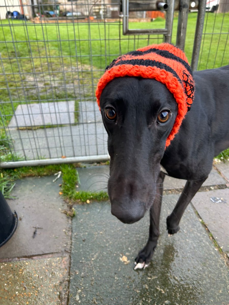 Matthew91949372's tweet photo. Toby Tyke getting into the Halloween spirit today 🎃👻💀 https://t.co/1diBMMonWP