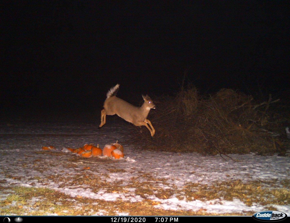 trailcam (@trail_cams) on Twitter photo 