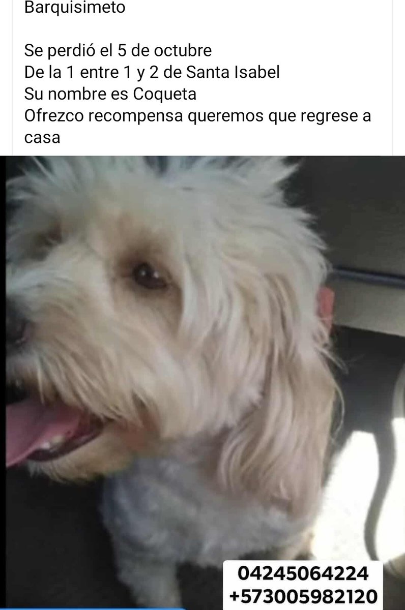 Se busca a Coqueta en Barquisimeto