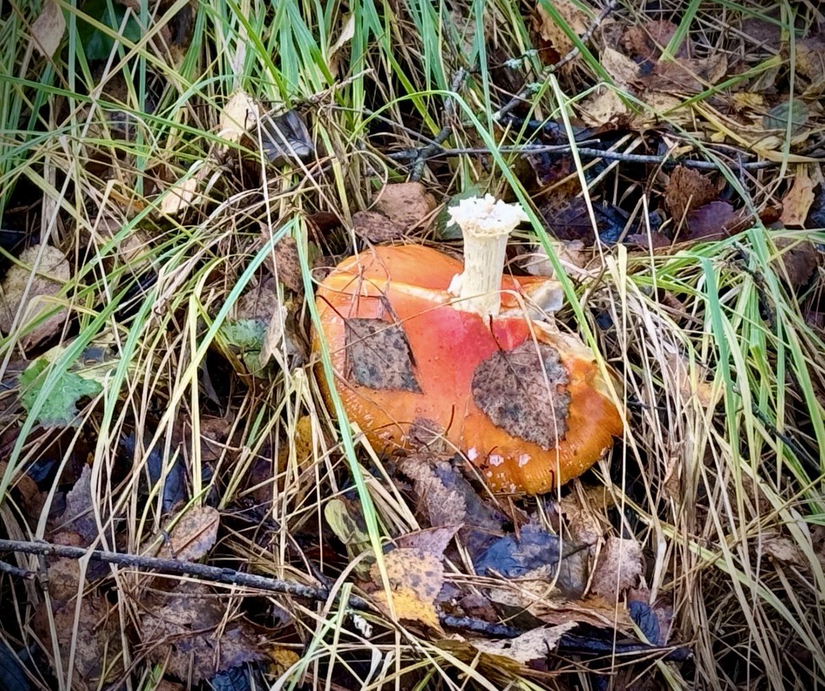 Paddoween 👇🏻🤭😱