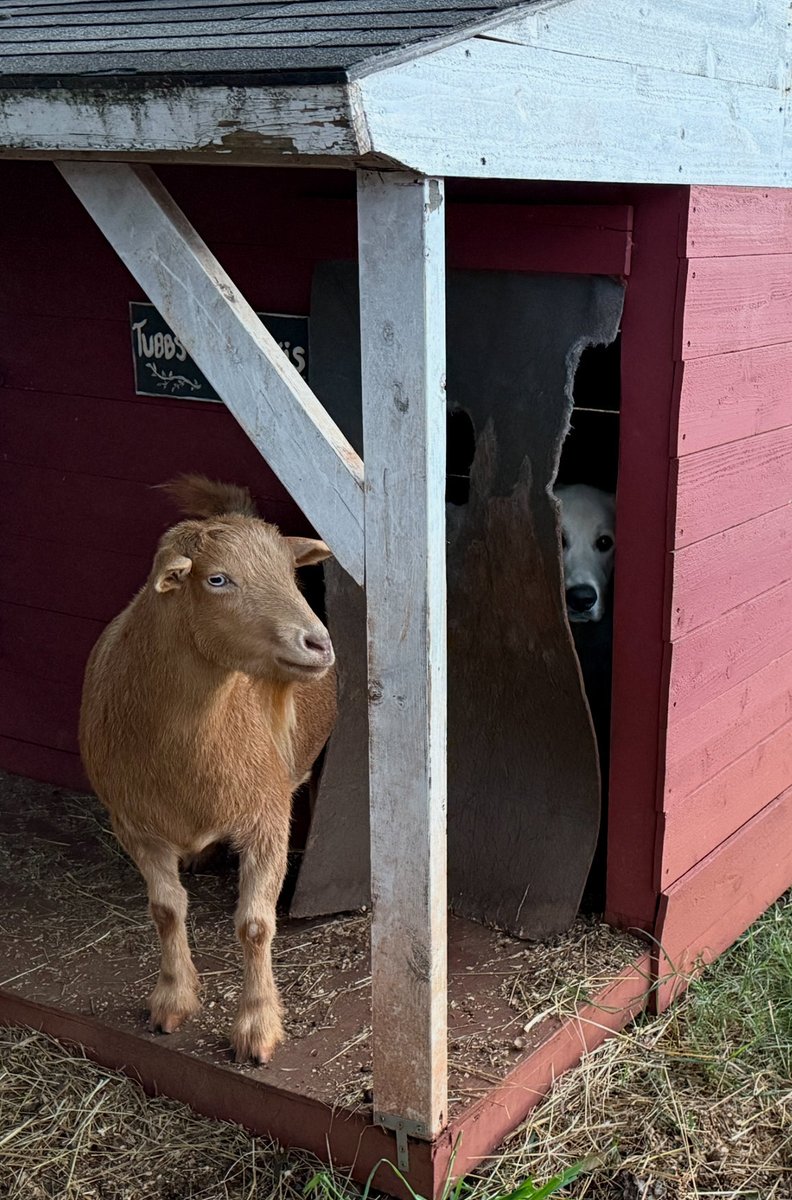 Max is ready to do some scaring this Halloween.