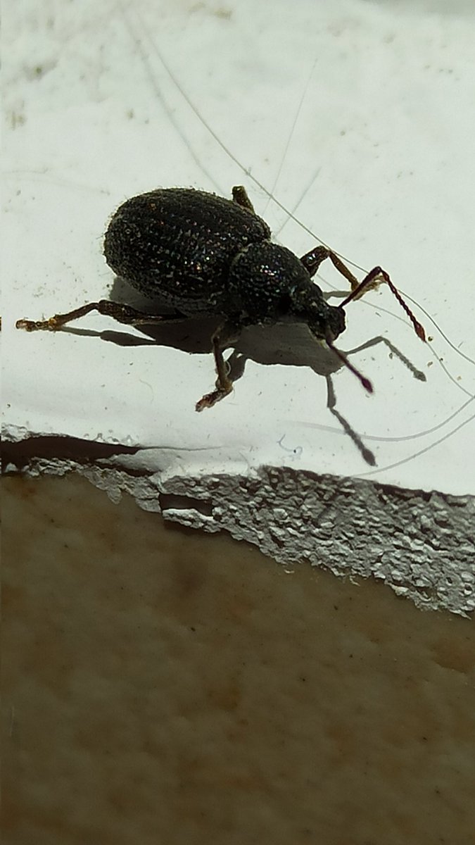 Tulipano80 tweet media