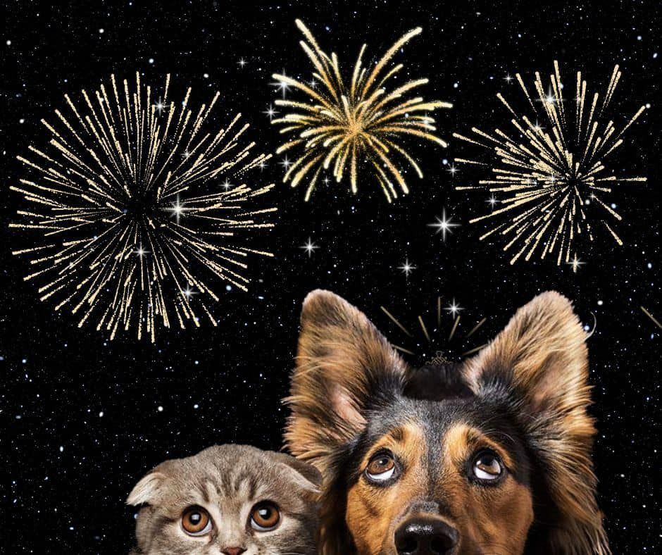We loathe the use of fireworks, they frighten animals and disturb wildlife and for what?! 
They’re utterly pointless! Do you agree?