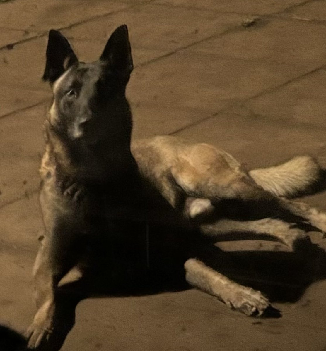 🆘30 OCT 2025 #Lost Chico #ScanMe
Belgian Shepherd Dog (Malinois) Male
Nervous Dog (do not chase)
Trentham Road #Dresden #StokeOnTrent #Staffs #ST3 #Staffordshire #Trentham #Longton
doglost.co.uk/dog/200646