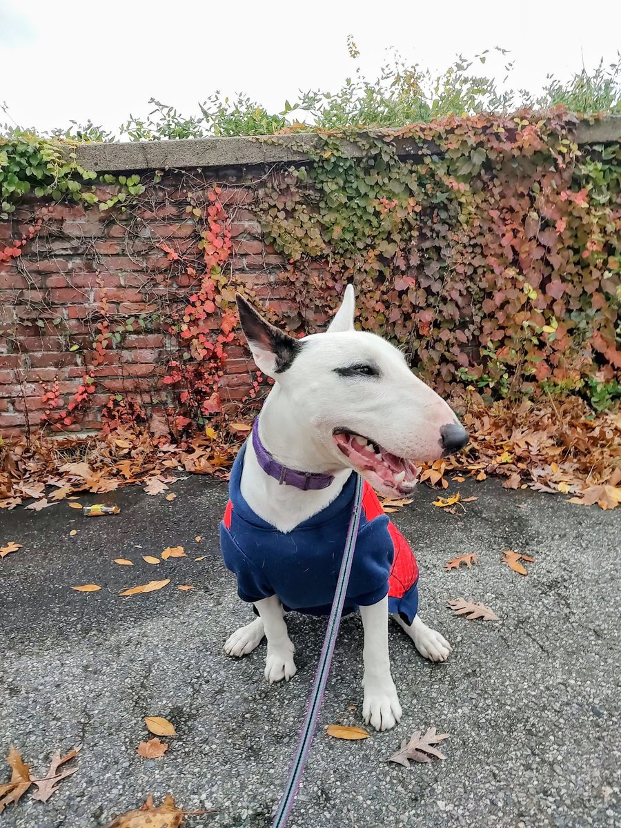 I wore my Spiderman sweatshirt out on my walk this morning.  Everyone said it was a great costume.  But I just wear it to keep warm 😁
#Spike #Halloween #Dogs