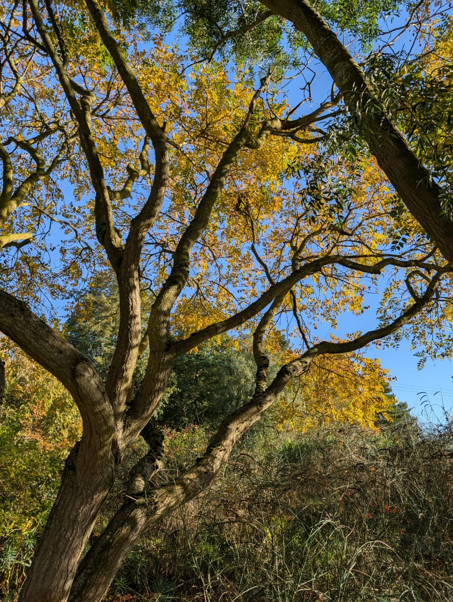 Our last open day of the season 🍂

A huge thank you to everyone who’s visited Fullers Mill this year. From spring snowdrops to autumn colour, it’s been a joy to share the garden with you.

We look forward to welcoming you back for the 2026 season 🌿

#PerennialsGardens