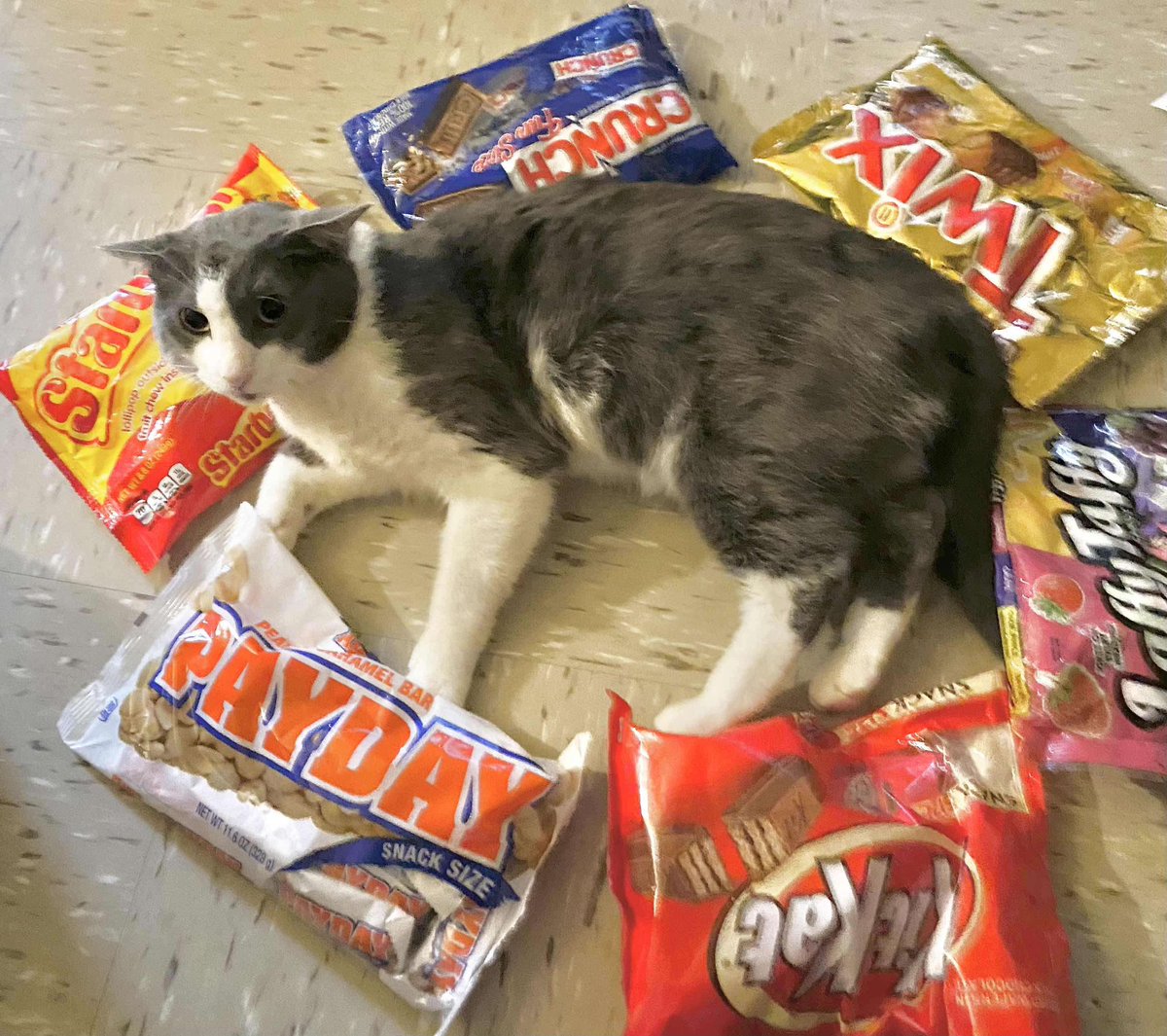 Weedlord_Boner's tweet image. he stole all the candy and ruined halloween