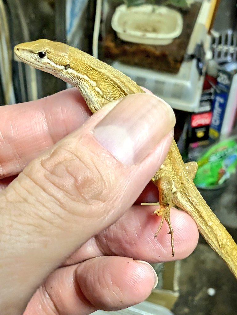 春巻きトカゲページ 春巻き様専用 春巻きトカゲ様専用ページ メニュー写真 : 創作中華 自宅