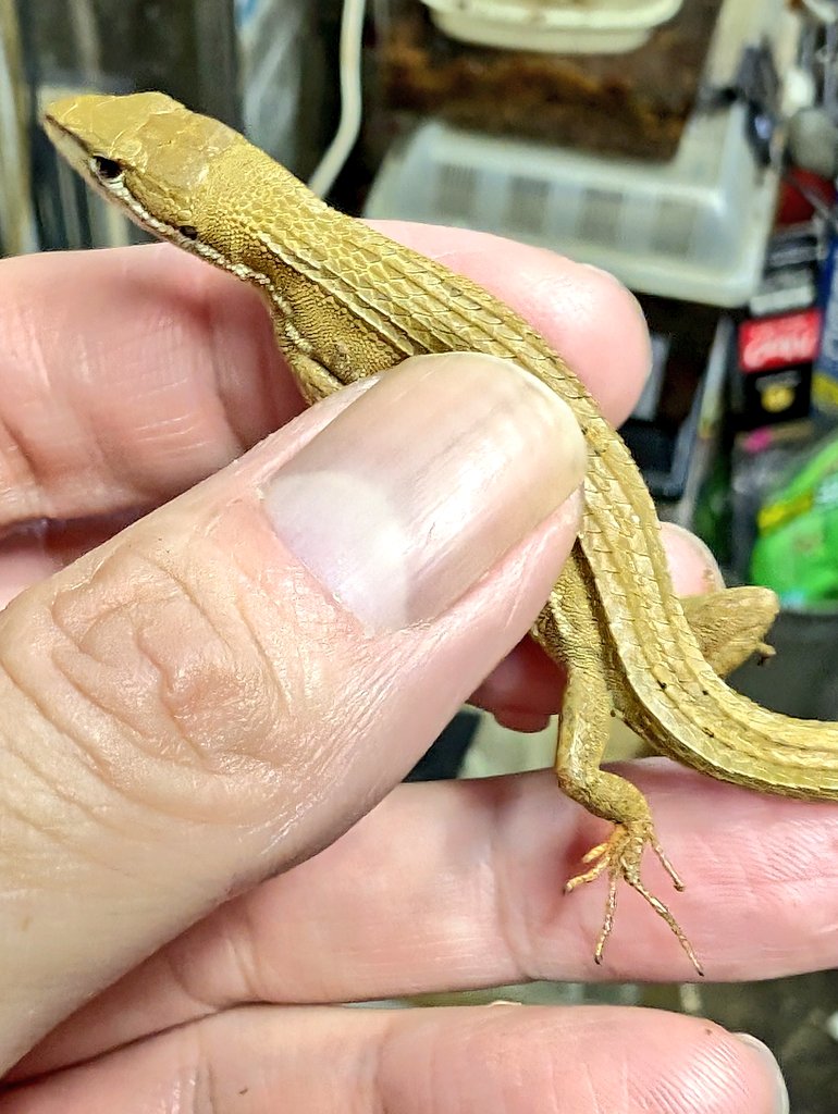 春巻きトカゲページ 春巻き様専用 春巻きトカゲ様専用ページ メニュー写真 : 創作