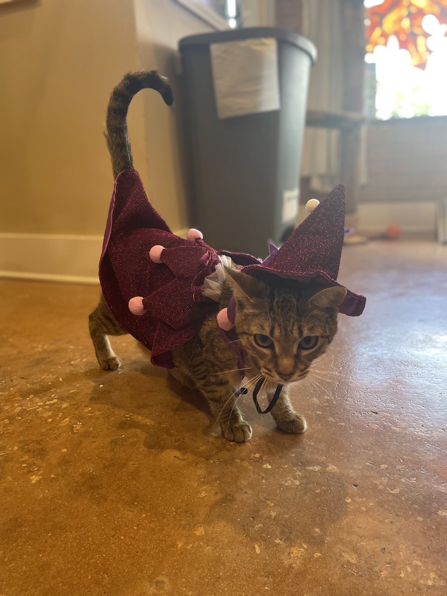 Happy Halloween. We are loving your costumes! We can’t wait to see more, come visit us. We’re open until 8pm tonight. #wittywhisker #catcafe #felinecanopyofcare #rescuecats