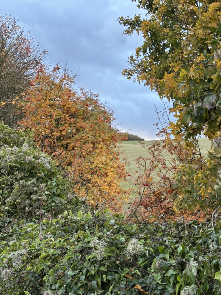 a moody walk through the autumn countryside was the perfect way to listen to the new florence + the machine album 🍂🎃