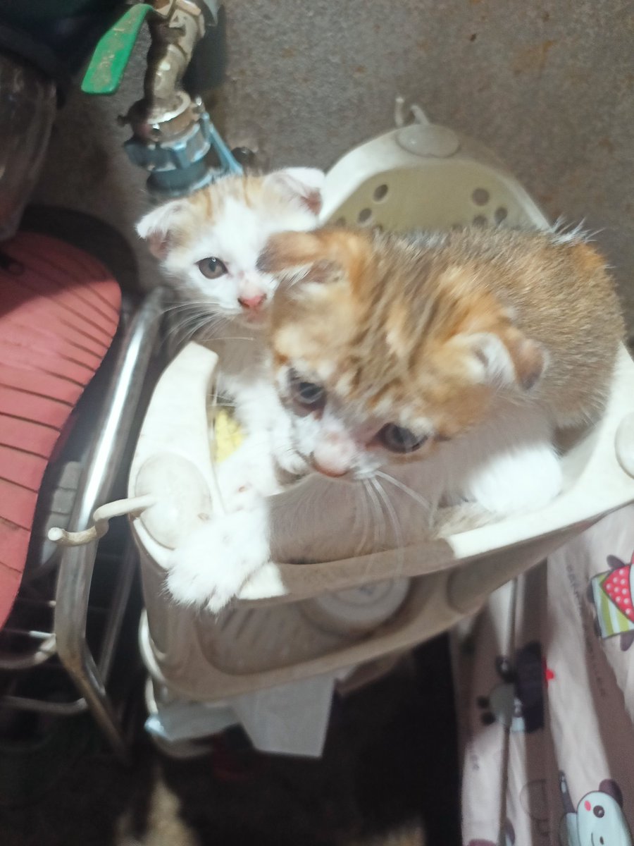 S0me_Moon2's tweet image. Hadn&apos;t been doodling lately so main can see my kittays for compensation