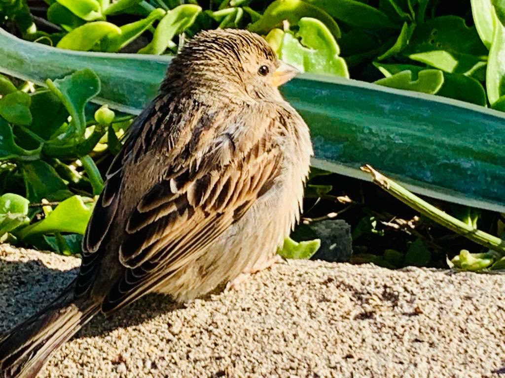 Ölüm, geride kalanlar için zaten büyük bir yıkımdır.
Ama bir de ikinci bir ölüm vardır; adaletin gömüldüğü yerde yaşanır o!
Oysa adalet, “yitirilenden” geriye kalan tek emanettir. 

#RojininEmanetineSahipÇık
#RojinİçinAdalet
#GülistanDokuNerede