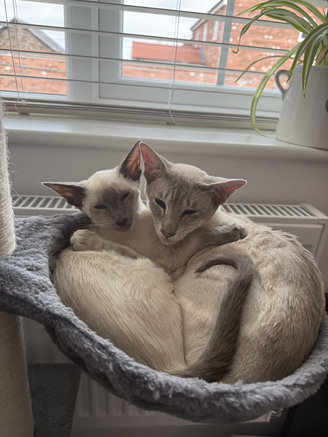 SusanCalman's tweet photo. Susan's #CatsOfTheDay are Lily and Lulu.

Thank you @KathrynFlanaga2 for sharing this pic. https://t.co/whfOS7Xvq6