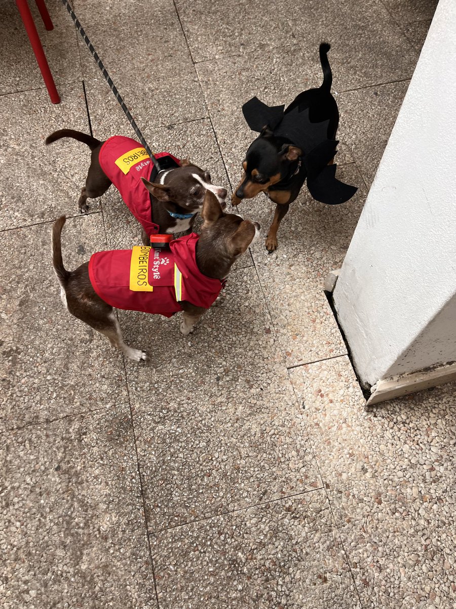 pie_lagos's tweet photo. Happy howl-o-ween! https://t.co/HZQAsLIzzW