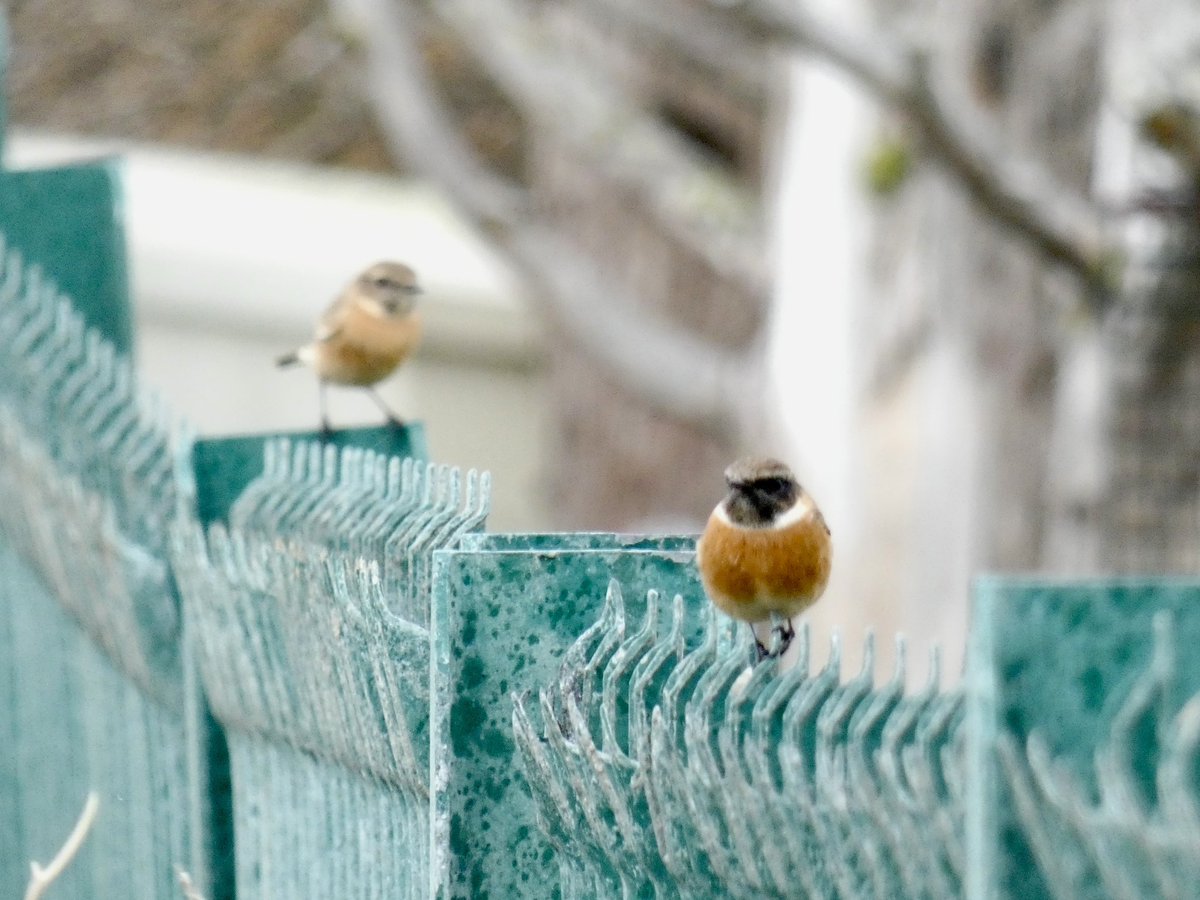 Various coastal Essex sites visited but dull and windy with birds in short supply: Firecrest at Beacon Hill Fort, Harwich plus Stonechats at Dovercourt and pair at Jaywick. Also 5 Rock Pipit but only 2 Brent Geese seen all day 
<a href="/EssexBirdNews/">EBwS Bird News</a>