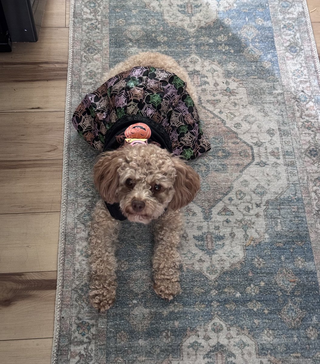 meekerpets's tweet photo. Happy Halloween! This is the only costume any of us have. Madei wore it for a bit last week. https://t.co/ulzlSvoLUN
