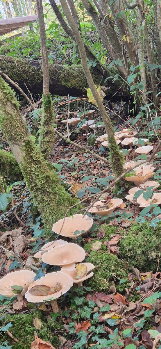 Joe (@joesweeney1966) on Twitter photo 