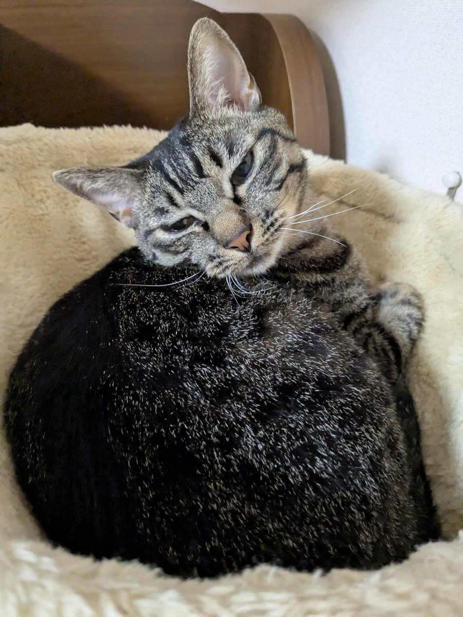 四日市にゃんこレスキュー愛の手 にゃんこハウス海山道(旧すわねこ