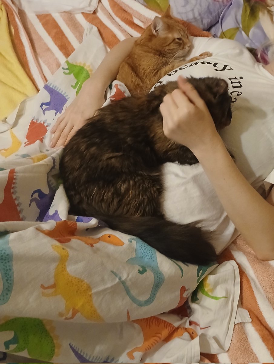 Происходит жаление страдальцев 
(на яркость оперения не обращайте внимания, застелила постель чем нашла от неконтролируемых временно кисиками физ  процессов)
Моего Симбика сегодня вет назвала кабанчиком за вес в 6 кг, а Тоситу сикельдой за 2.5 кг 😾