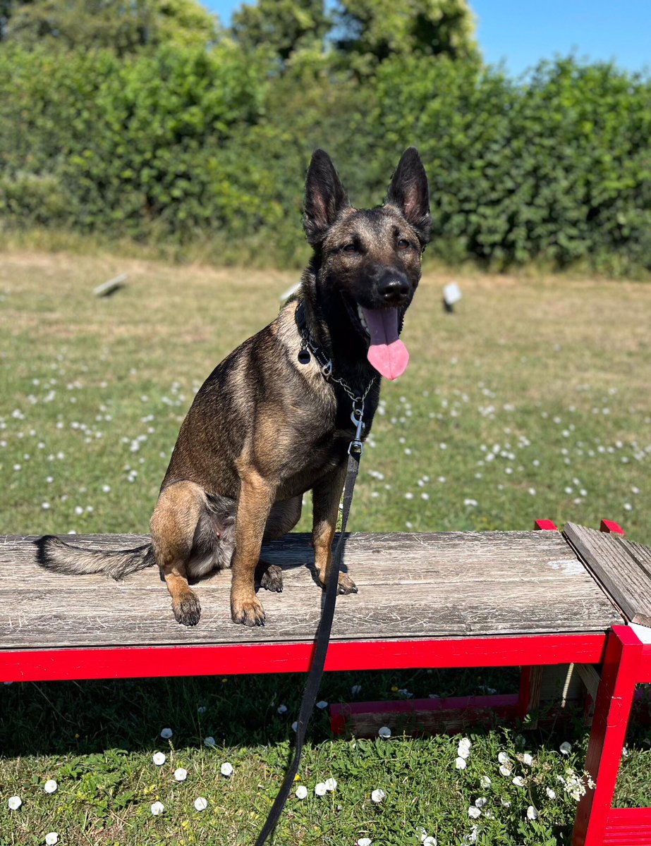 gsrescueelite's tweet photo. Holly will be 2 in Dec and she is thriving in her #foster home where she is enjoying obedience and man-trailing classes. Holly can live with older kids and needs careful intros to other #dogs 
#germanshepherd #Hertfordshire 
https://t.co/5zRIWB8NuT https://t.co/yJnKUhDLEs