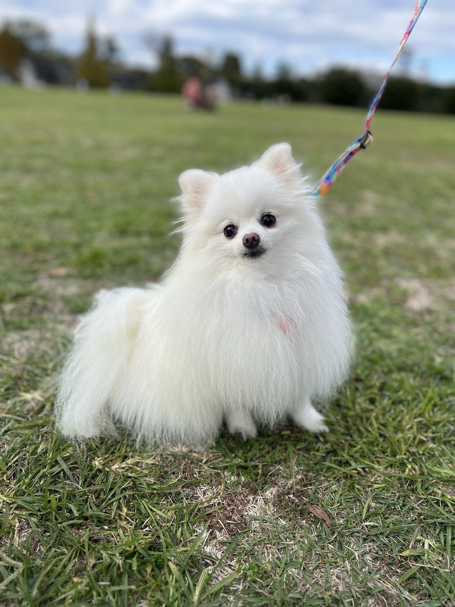 ポメラニアン サブロー 低浮上 (@naaasan3000) / Posts / X