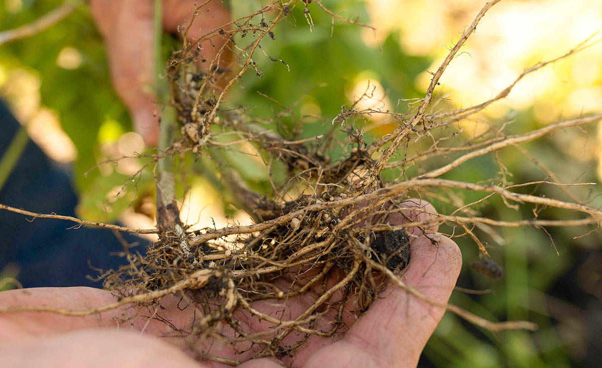 ISRC Director <a href="/GregTylkaISU/">Greg Tylka</a> offers up some practical ways to manage SCN in a recent article with <a href="/IowaSoybeans/">IowaSoybeans</a>.      <a href="/TheSCNCoalition/">The SCN Coalition</a> 
>>iasoybeans.com/newsroom/artic…