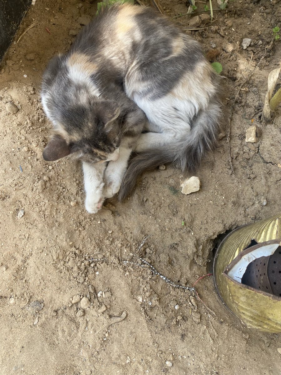 karamalloh's tweet photo. Please help me with food. Please help me with a tent. Please help me with winter clothes.
I rely on your daily donations. https://t.co/pFq9TWI2JR