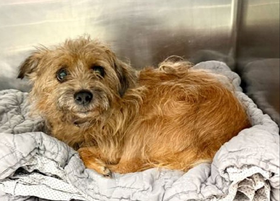 Good News!
Linda has been reserved by a New Hope Partner 🥳🎉

Please wait for freedom pics and info from <a href="/TAPNYACC/">TAPACC</a> to honor your pledges