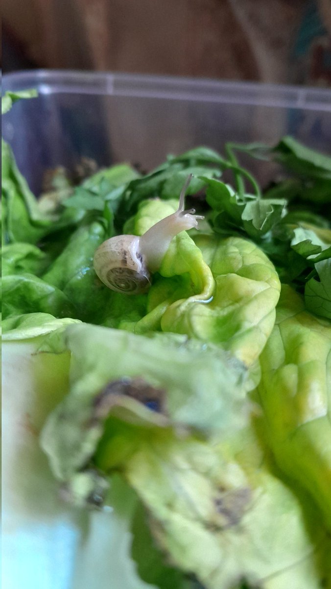 نفففس الشي بس انا لقيته لوحده وجاملني كم يوم واكتئاب من بعدها ومات 💔💔💔