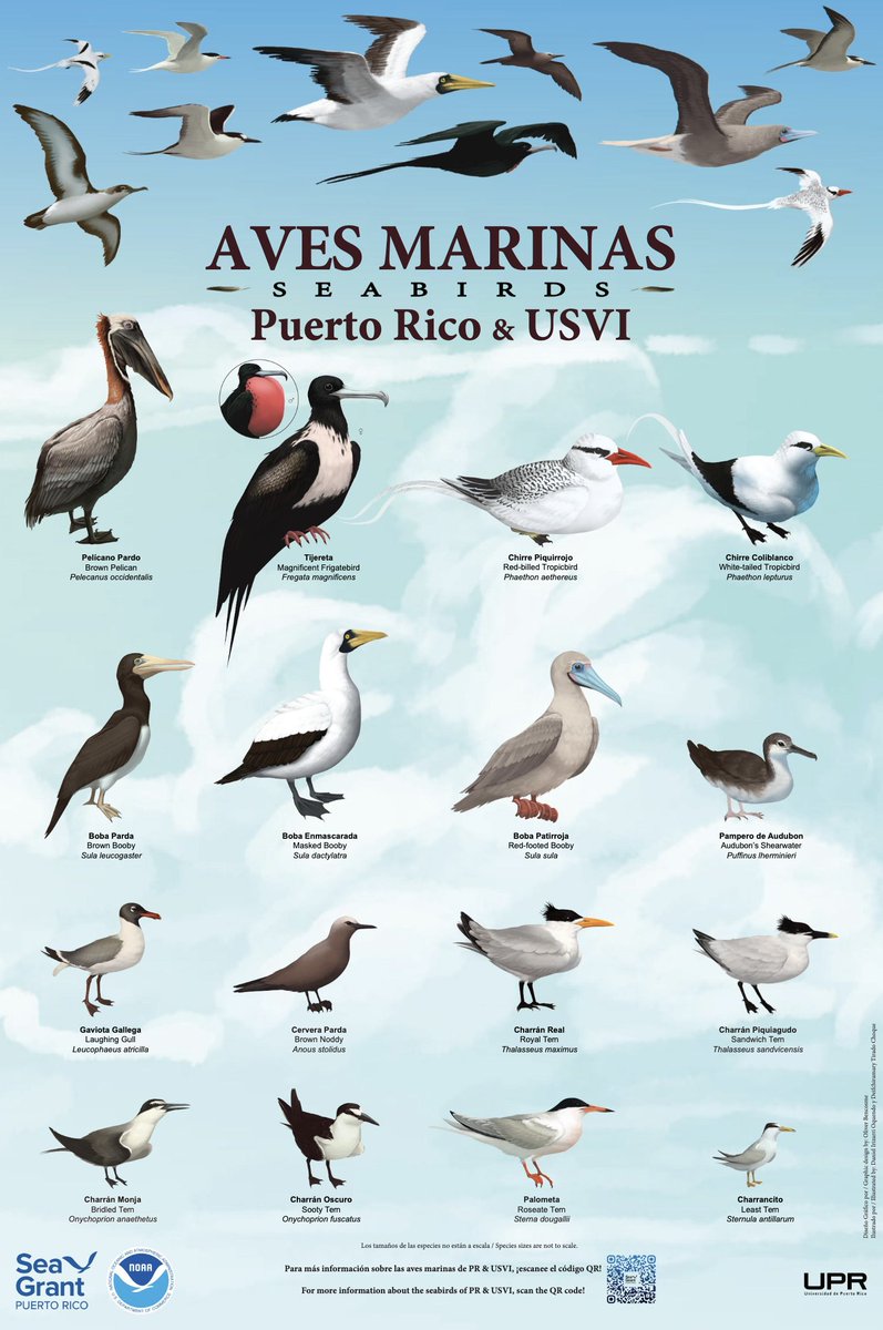 🐦Aves marinas de Puerto Rico e Islas Vírgenes

🪶Este afiche presenta las especies que se encuentran en la región de Puerto Rico y las Islas Vírgenes de los EE.UU.

Disponible en:
issuu.com/.../docs/poste…